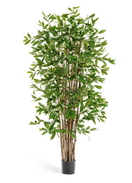 Драцена Саркула Спотти