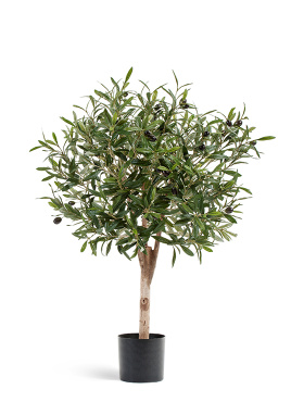 Олива Джи Шар с плодами