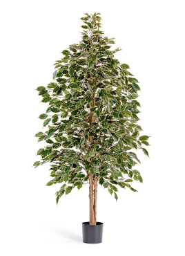 Фикус Бенджамина пёстрый натуральный