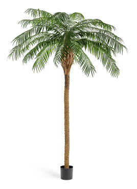 Финиковая пальма де Люкс