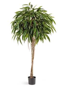 Лонгифолия зонтичная широколистная 180 см