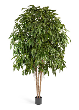 Лонгифолия широколистная многоствольная 270 см