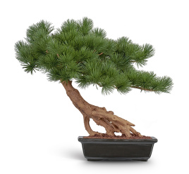 Бонсай стелющийся Сосна Японская белая Негиши в керамическом кашпо