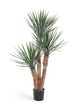 Юкка Рострата 3 ствола