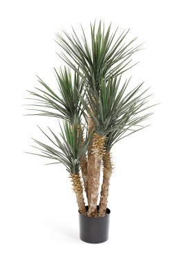 Юкка Рострата 5 стволов