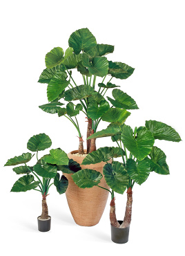 Алоказия Калидора