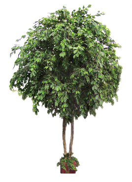 Фикус Бенджамина Гигант