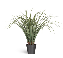 Лемонграсс трава припылённо-зелёная в горшке