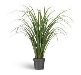 Лемонграсс трава зелёная высокая в горшке