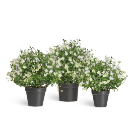 Альпийское разнотравье с белыми цветами (3 размера)