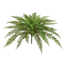 Папоротник Вудвардия большой