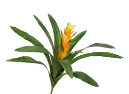 Гусмания Кардинал жёлтая