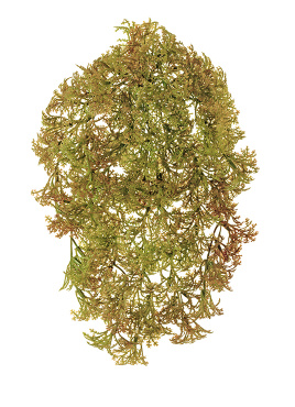 Ватер-грасс (Рясковый мох) куст светло-коричнево-зелёный