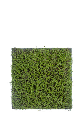 Мох Сфагнум Fuscum зелёный (полотно)