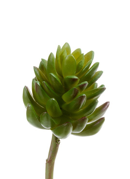 Суккулент Синокрассула большая зелёная