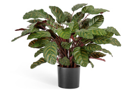 Калатея крупнолистная зелёно-бордовая в горшке