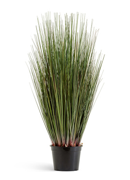 Трава Осока куст