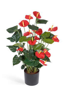 Антуриум Де Люкс большой куст красный в кашпо