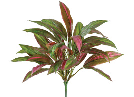 Драцена бордово-зелёная куст