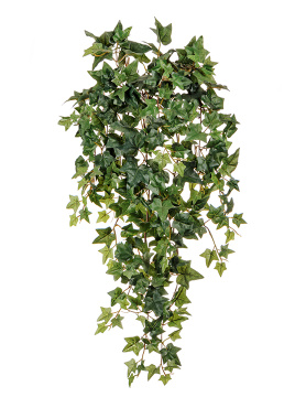 Английский плющ Новый