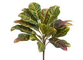 Кротон куст зелёно-жёлто-розовый (Sensitive Botanic)