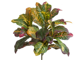 Кротон куст Мидл зелёно-жёлто-розовый (Sensitive Botanic)