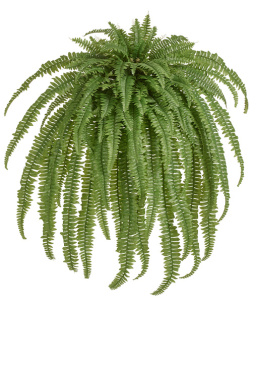 Папоротник Бостон Новый свисающий Биг