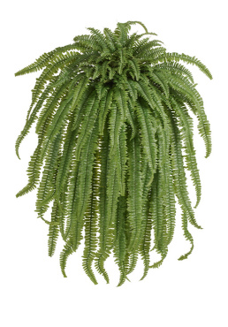 Папоротник Бостон Новый свисающий Гигант
