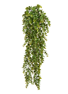 Эвкалипт зелёный большой куст ампельный