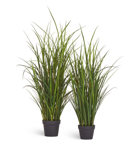 Тростник куст