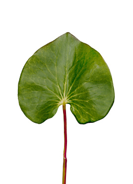 Лист галакса большой в-46 см д-9х12 см