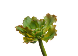 Суккулент Эхеверия Шавиана Трифлс св.зелёно-розовая