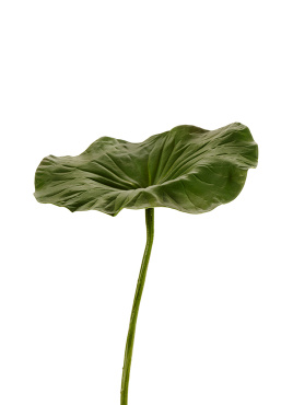 Лист Лотоса