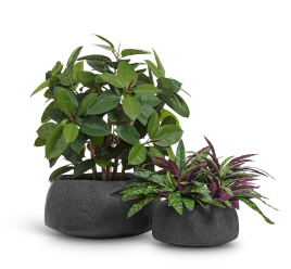 Сет № 29 - Фикус Эластика и Калатея Лансифолия в кашпо Treez Effectory Organic низкая чаша