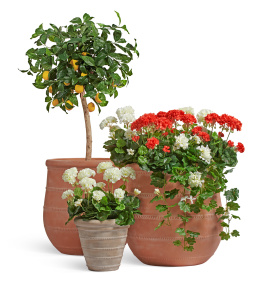 Сет № 34 - Композиция с Лимонным деревом и Геранью в кашпо Treez Ergo Italica