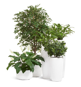 Сет № 47 - Композиция с Фикусом и Калатеями в кашпо Treez Effectory Gloss