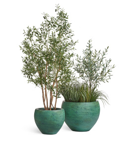 Сет № 66 - Композиция с Оливами и Лемонграссом в кашпо Treez Effectory Ron