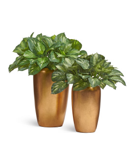 Сет № 126 - Композиция с хостами в золотых кашпо Treez Effectory MetalEffectory Metal