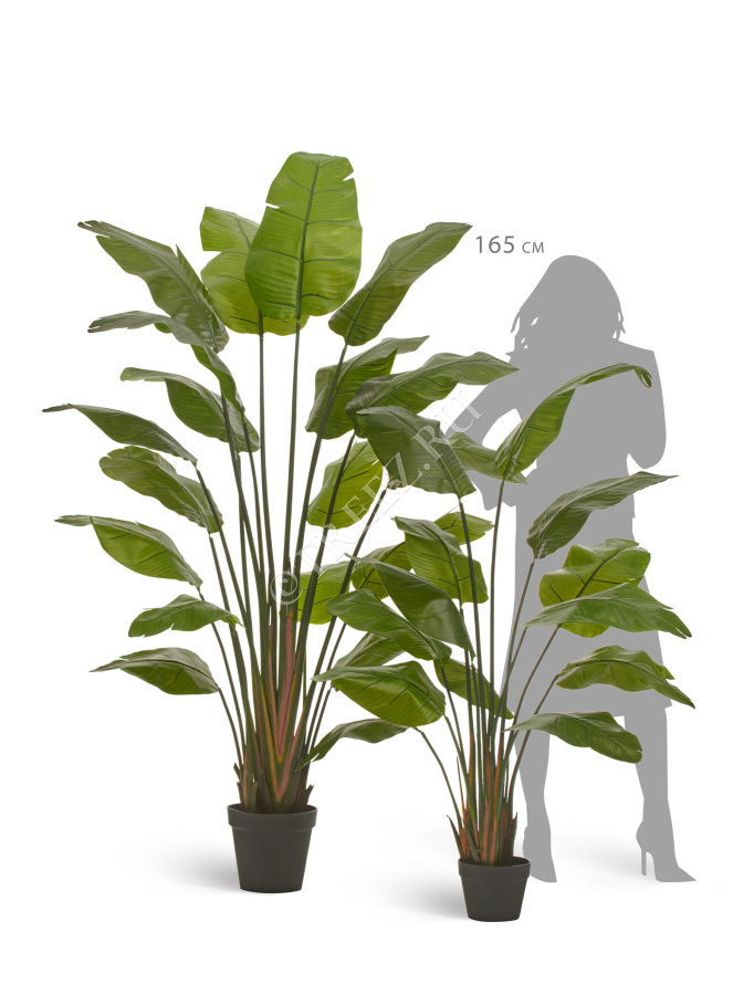 Стрелиция Traveller (Sensitive Botanic) фото