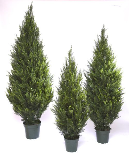 Туя Пушистая уличная зеленая фото