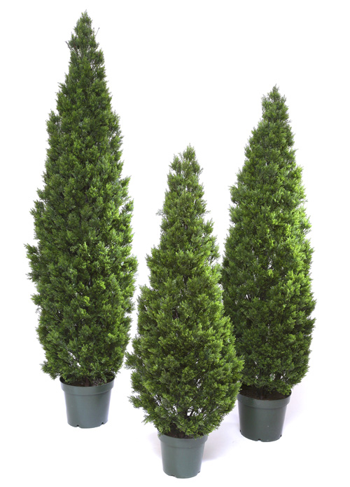 Туя Элитная уличная зеленая фото