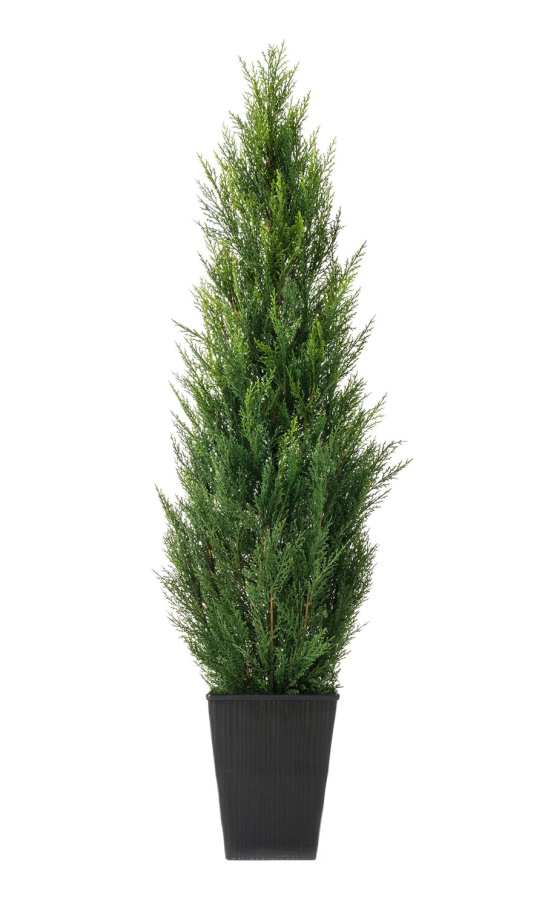 Туя уличная Элегант в кашпо фото