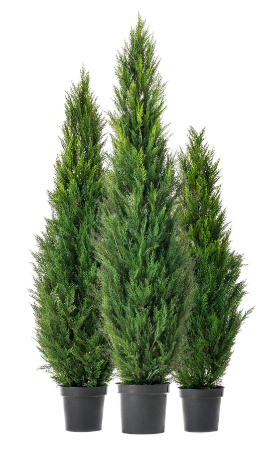 Туя уличная Элегант фото