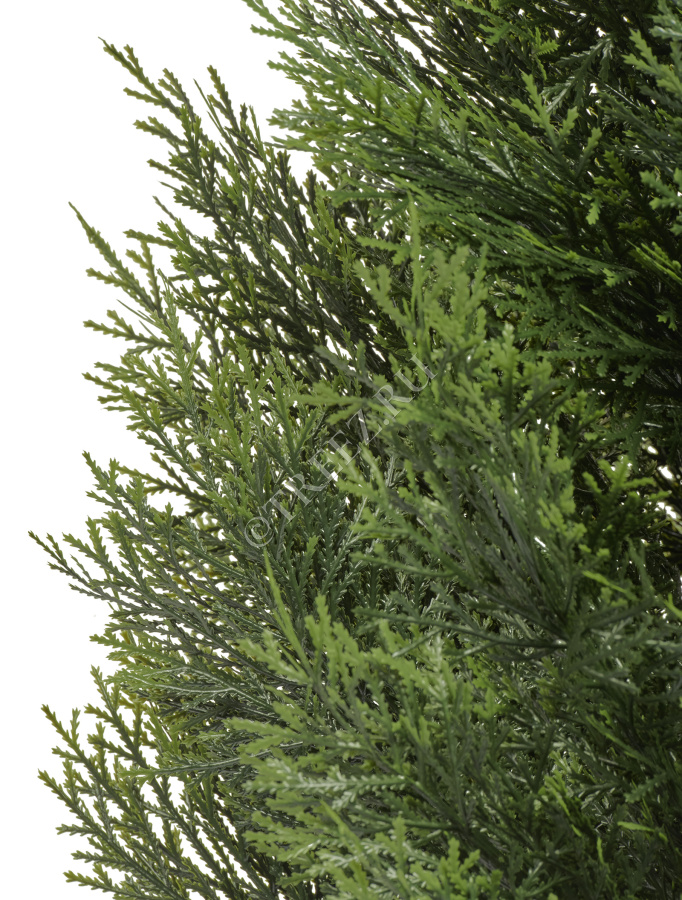 Туя Брабант пушистая уличная фото