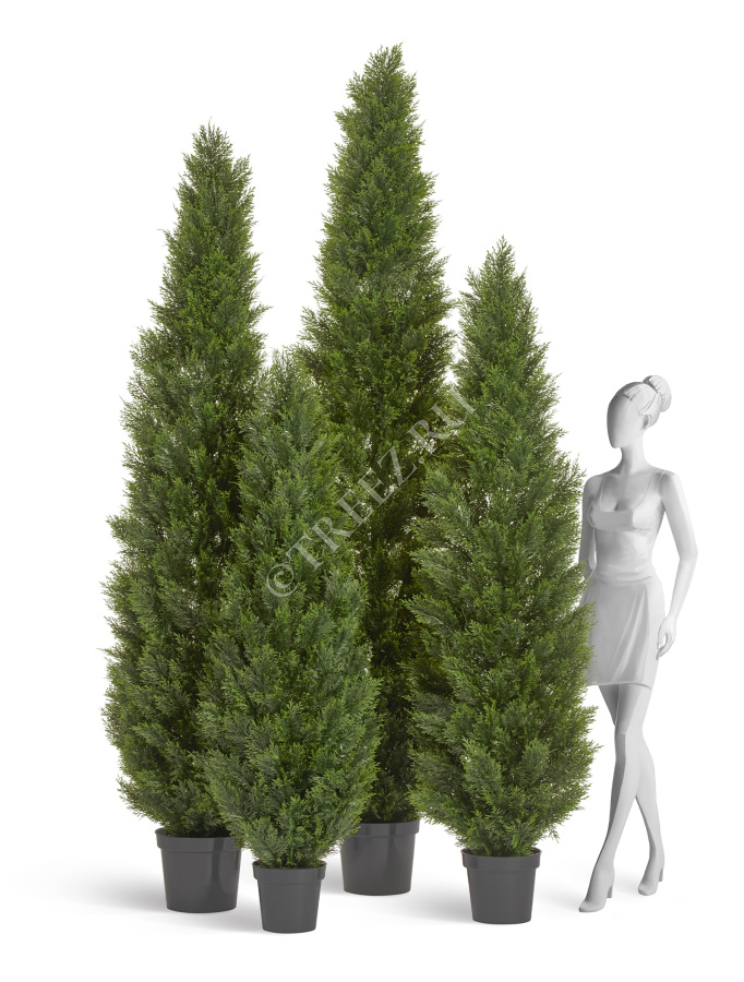 Туя Брабант пушистая уличная фото