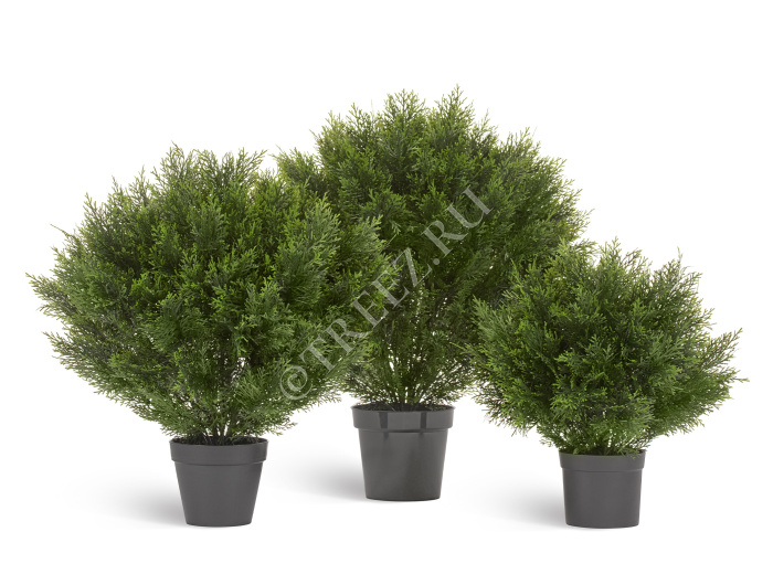 Туя Брабант пушистая шаровидная уличная фото