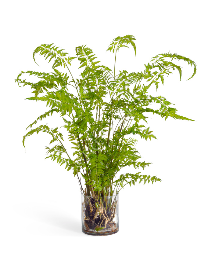 Папоротник Железный в стекле с корнями, землёй, мхом (Арт-объект) фото