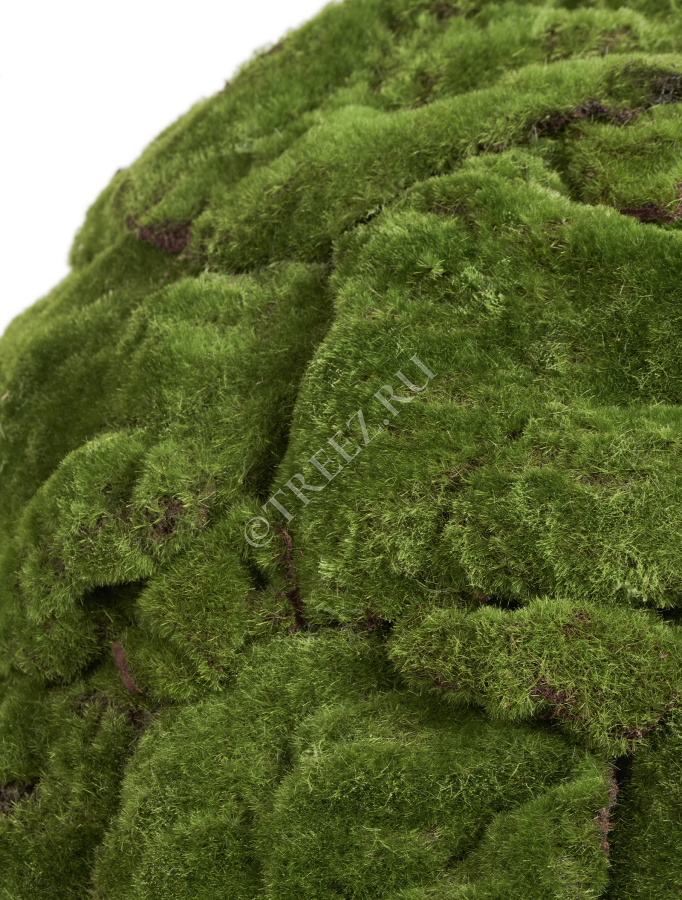 Шар из мха (Арт-объект) фото