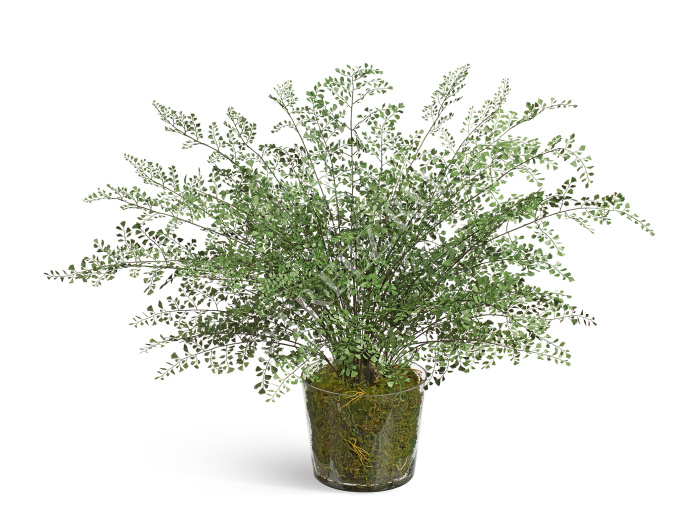 Папоротник Адиантум большой в стекле с мхом, корнями, землёй фото