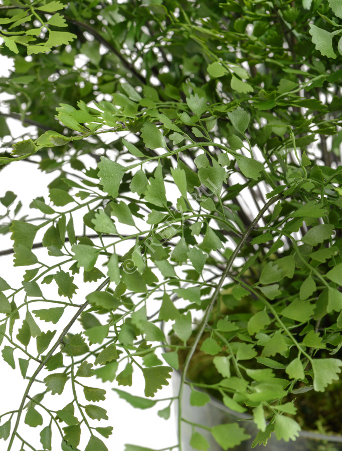 Папоротник Адиантум большой в стекле с мхом, корнями, землёй фото